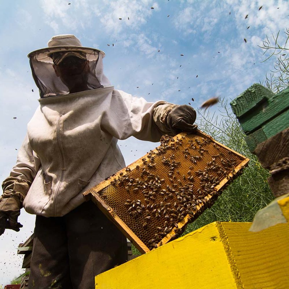 beekeeper-working-on-beehive-2021-04-02-21-03-53-utc.jpg